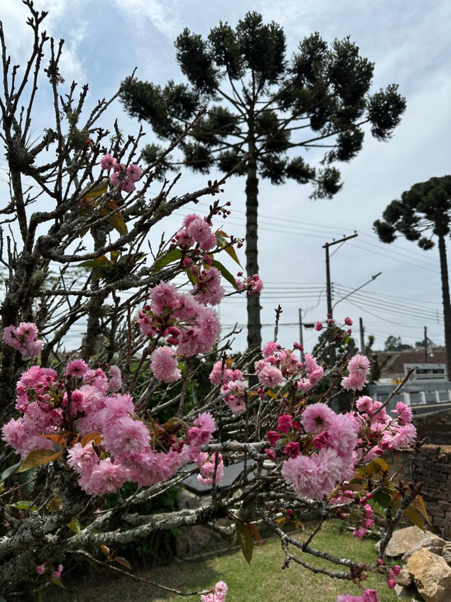 Paz Na Montanha Ξενοδοχείο Campos do Jordão Εξωτερικό φωτογραφία